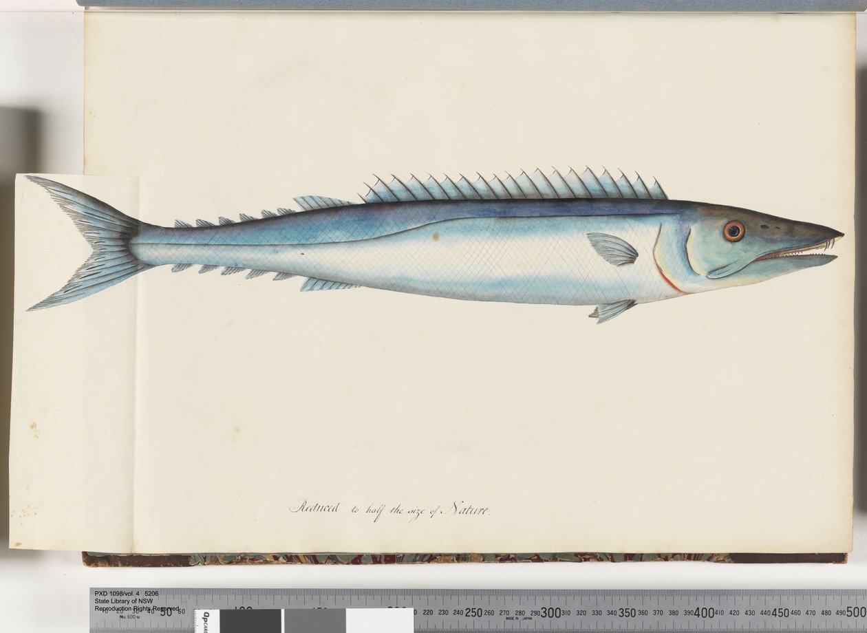 Page 32. Barracouta by Unknown artist