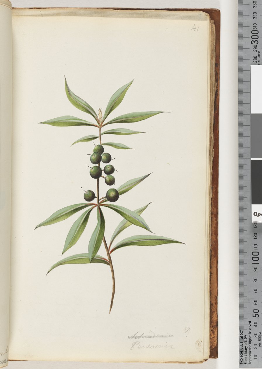 Page 41. Persoonia by Unknown artist