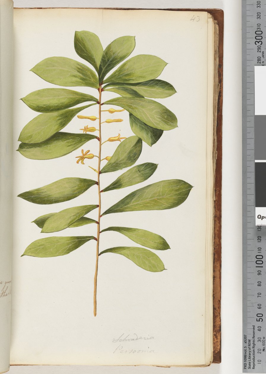 Page 43. Persoonia by Unknown artist