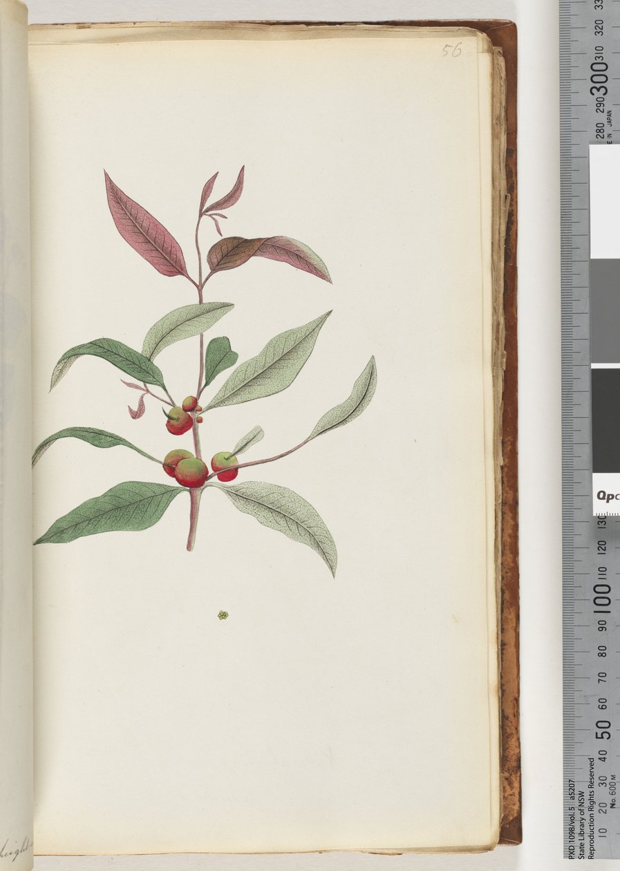 Unidentified Plant by Unknown