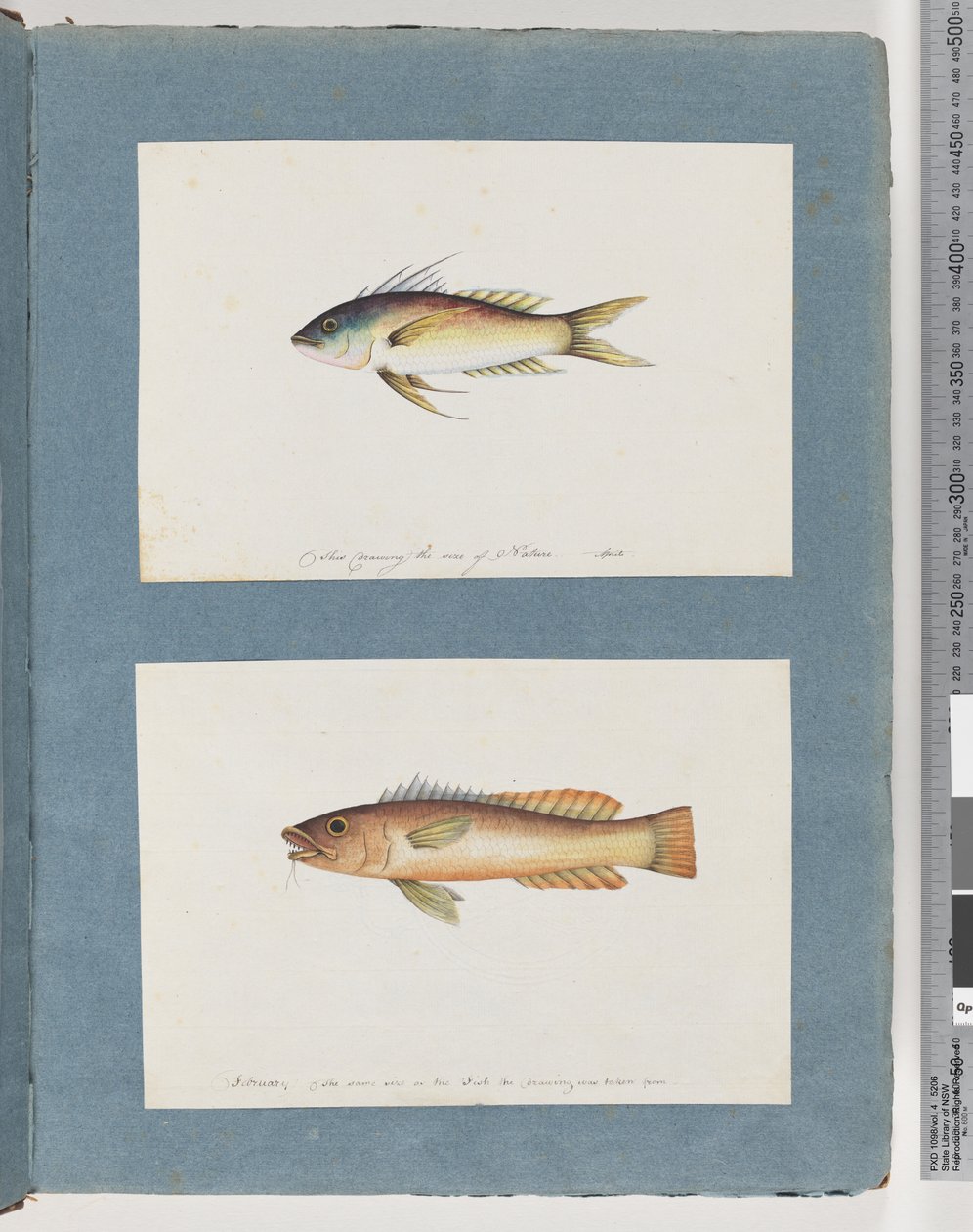 Unidentified Fish by Unknown artist