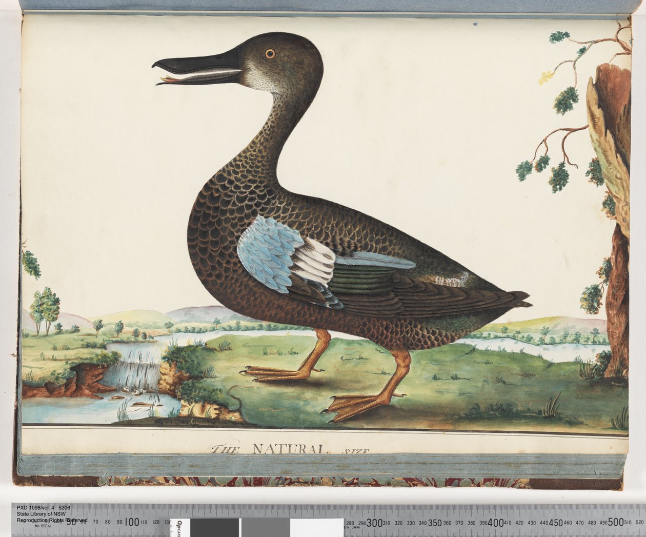 Duck by Unknown artist