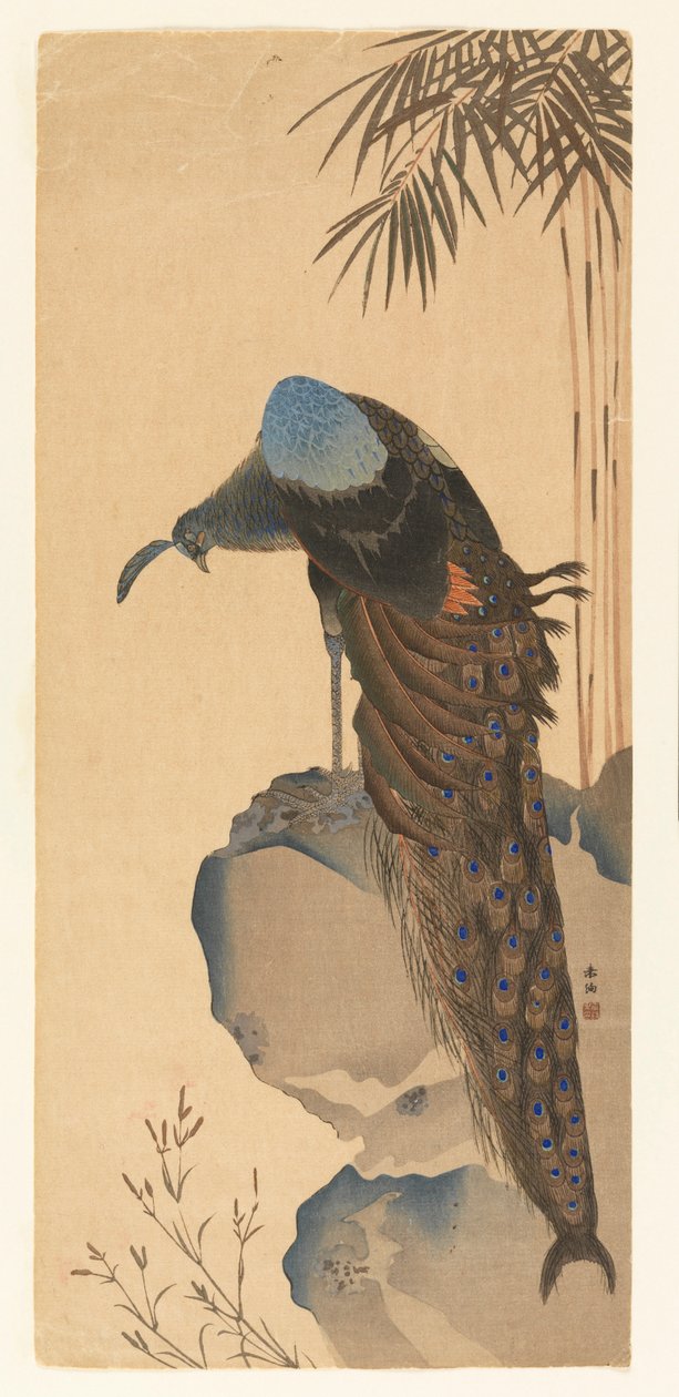 Peacock by Unknown artist