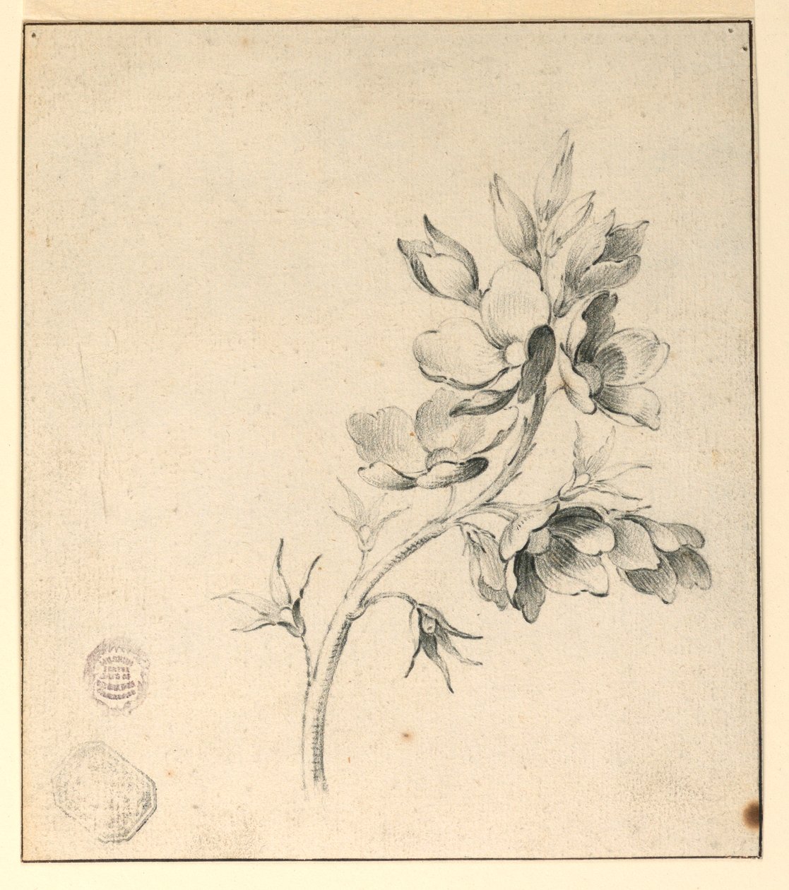 Study of a Bough of Wild Roses by Unknown artist