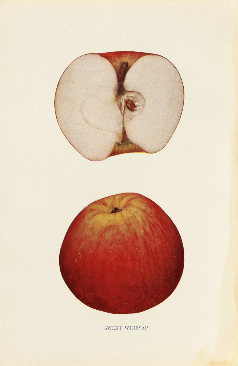 Sweet Winesap by Unknown artist