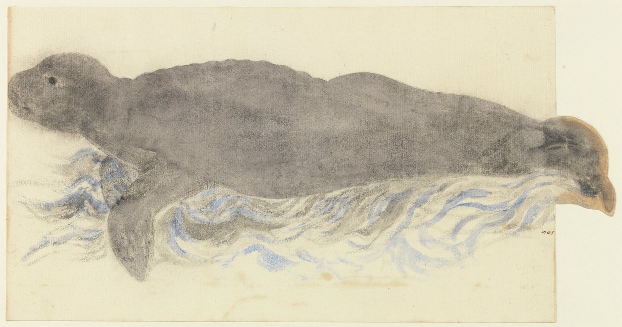 The Monk Seal by Unknown artist