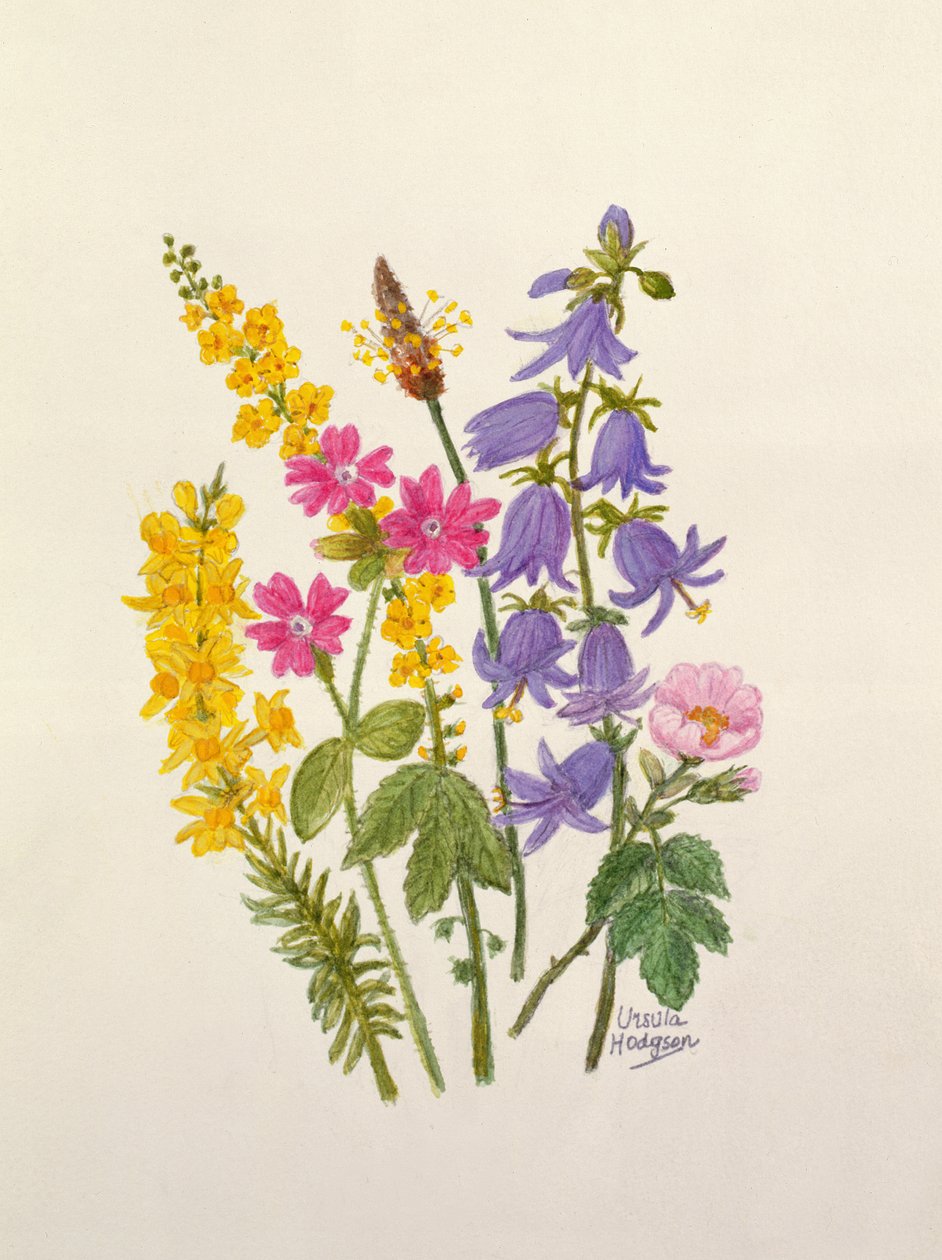 Bluebells, Broom, Herb Robert and other wild flowers by Ursula Hodgson