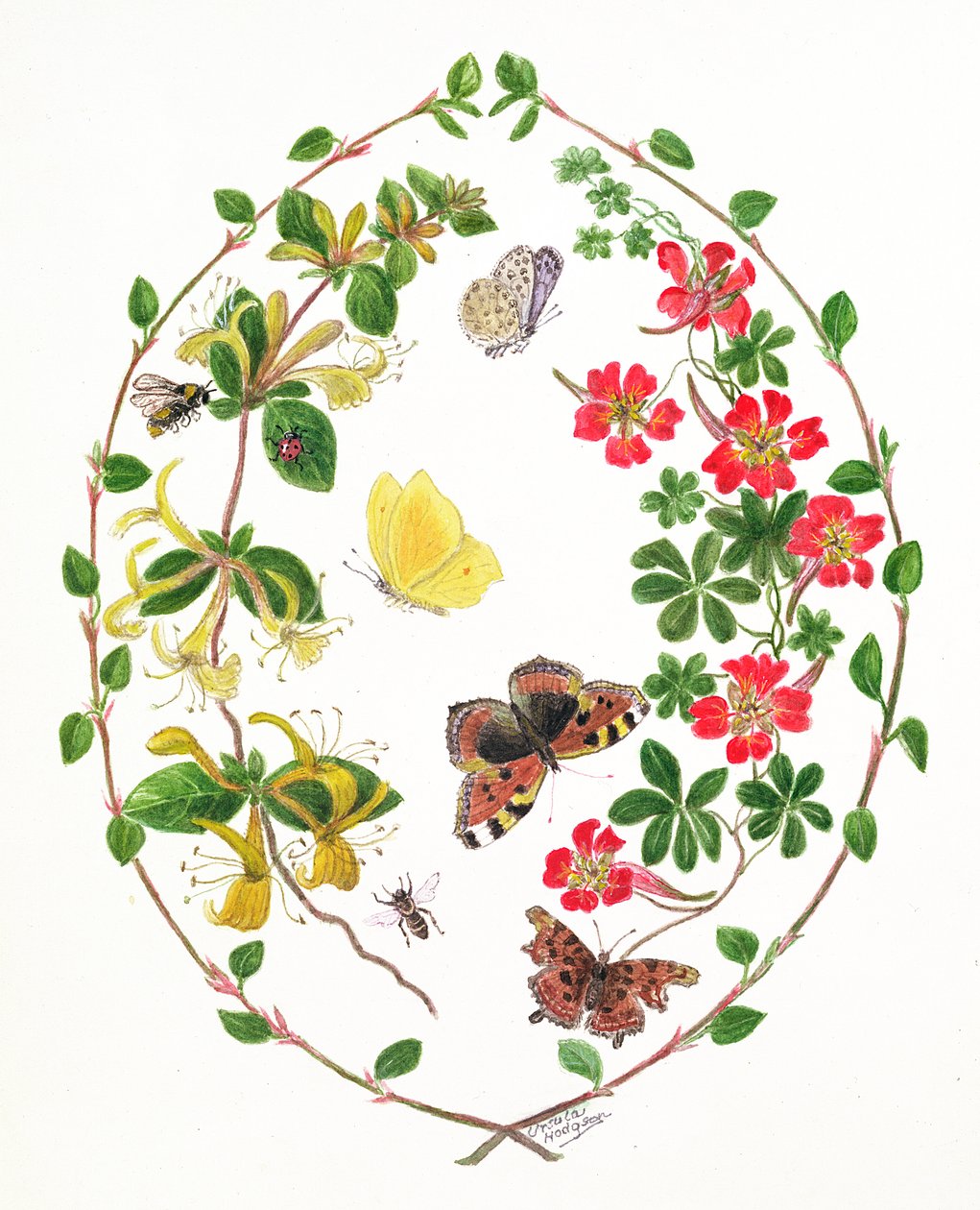 Tropeolium and Lonicera by Ursula Hodgson