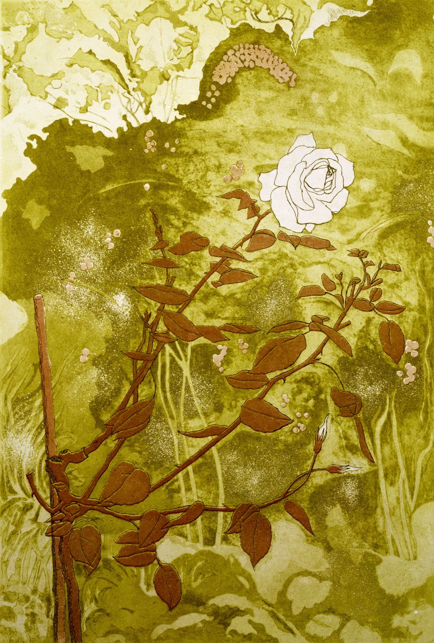 Rose by Valerie Daniel