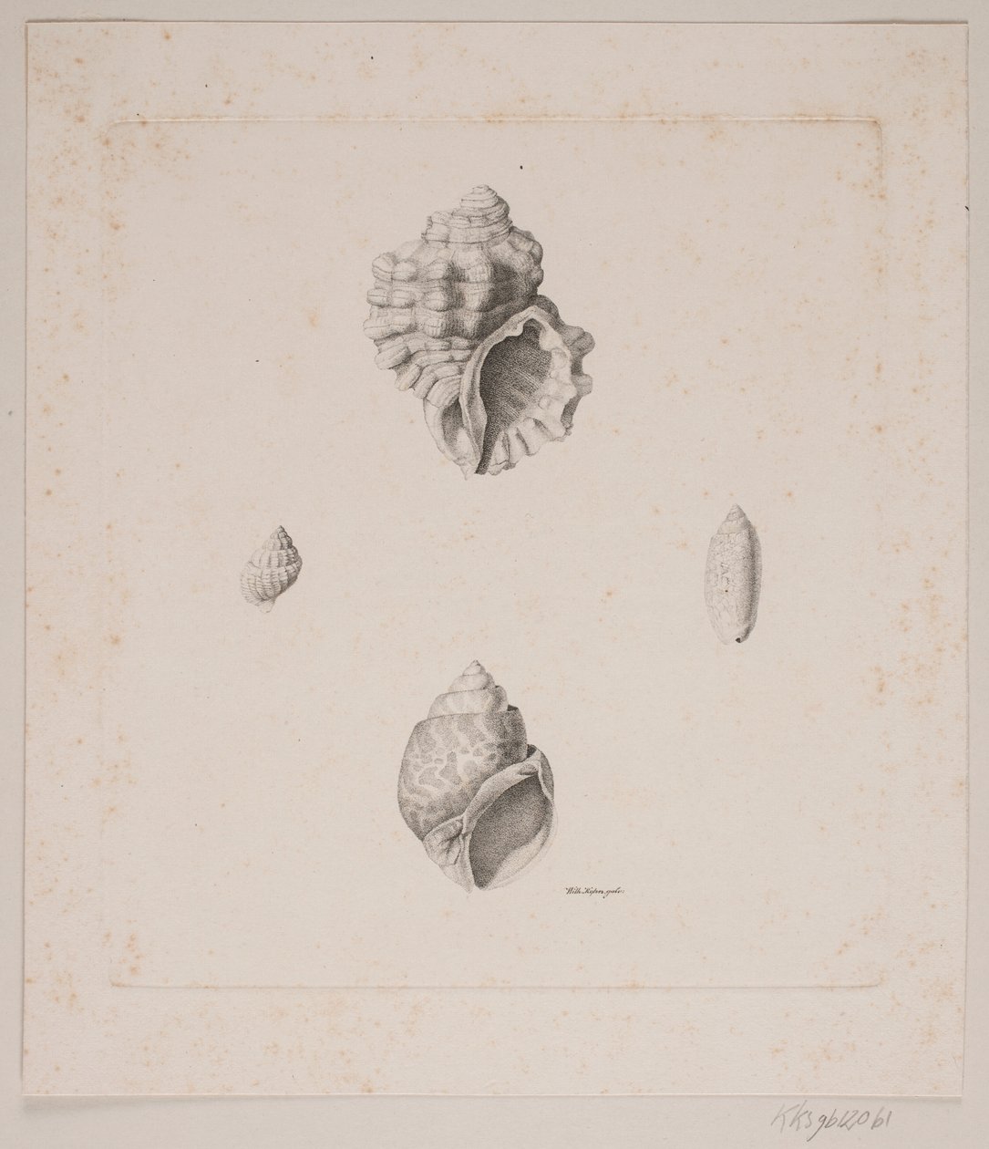 Four Conch Shells by Vilhelm Kyhn