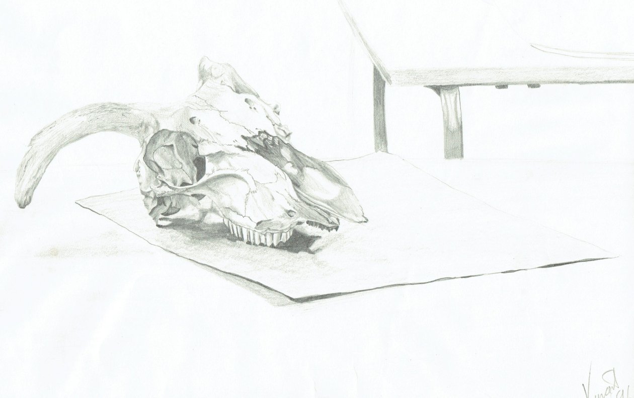 Skull by Vincent Alexander Booth