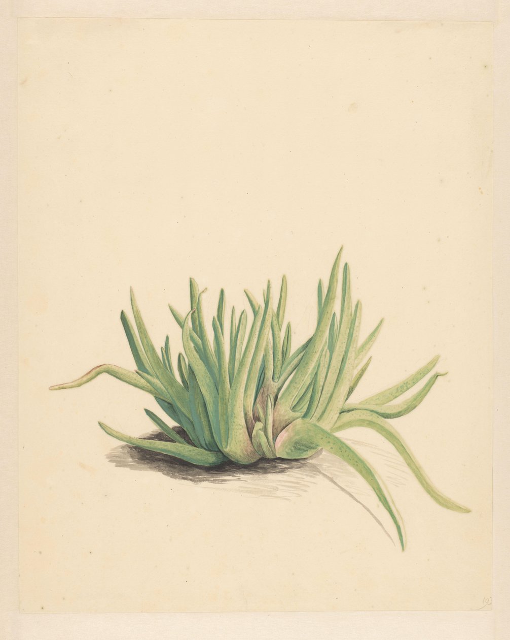 Ice Plant (title on object) by Vincent Jansz. van der Vinne