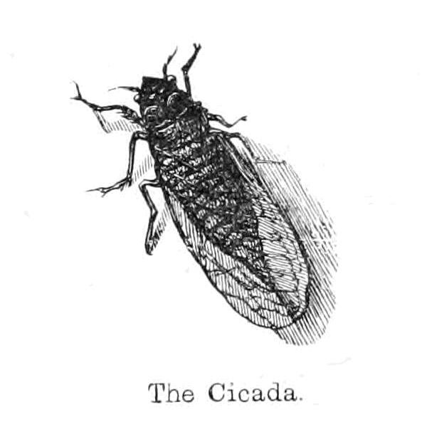 The Cicada by Walter Crane