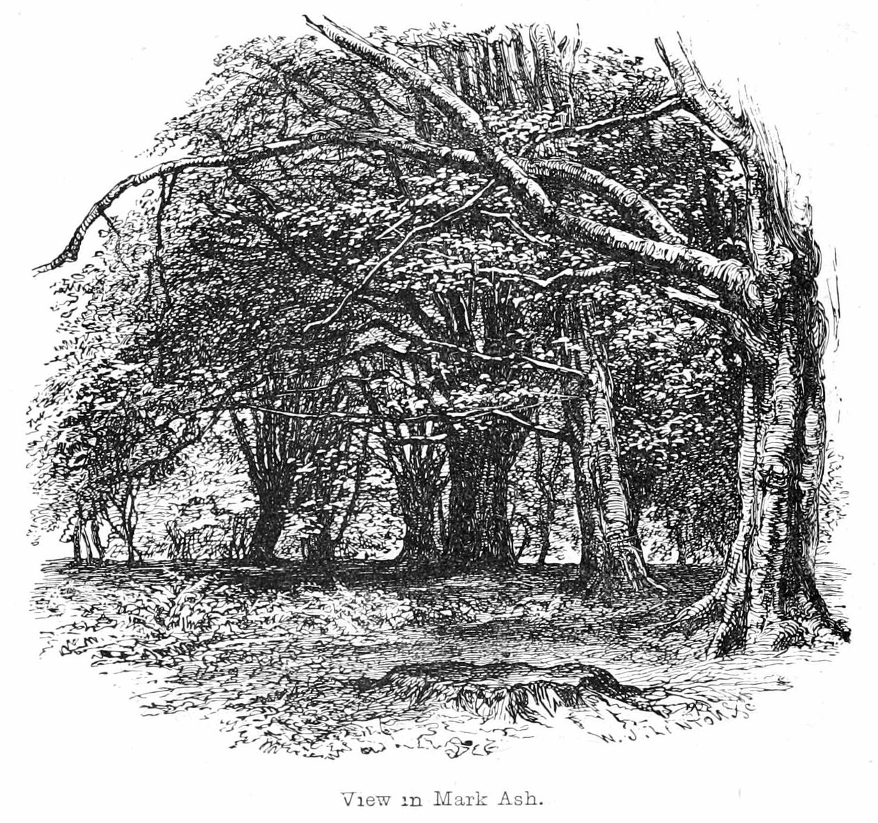 View in Mark Ash Wood by Walter Crane