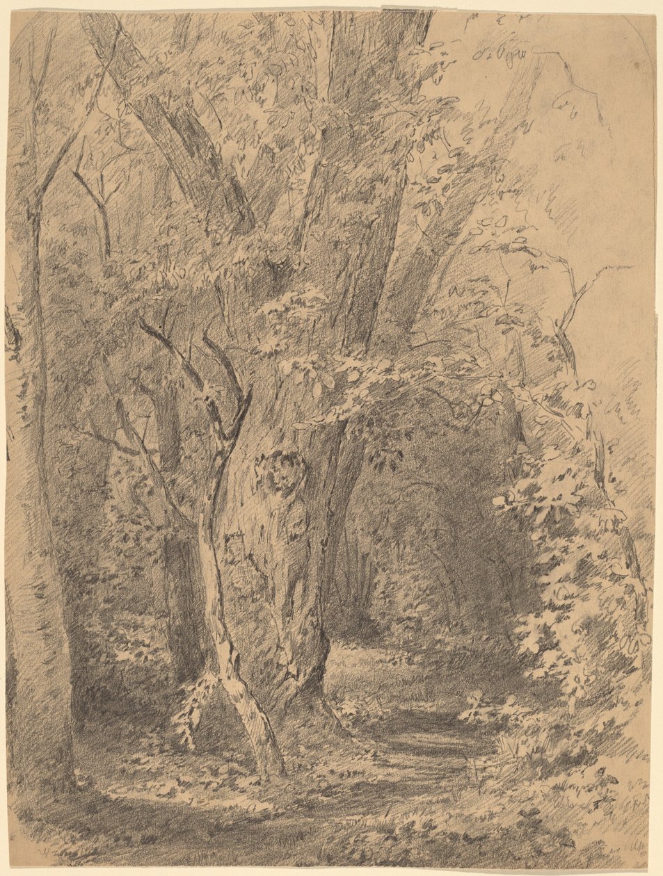 Tree and Foliage by Walter Shirlaw