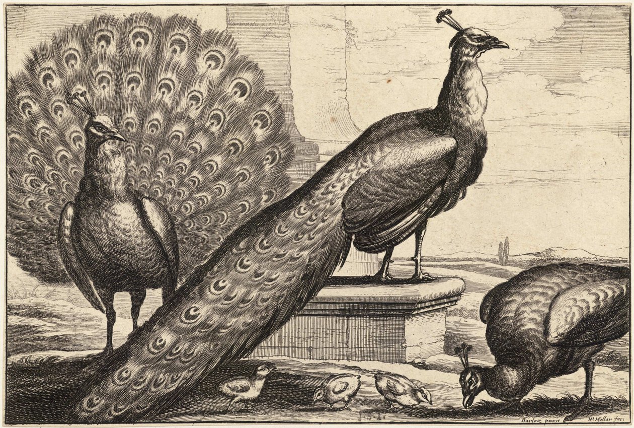 Three Peacocks by Wenceslaus Hollar