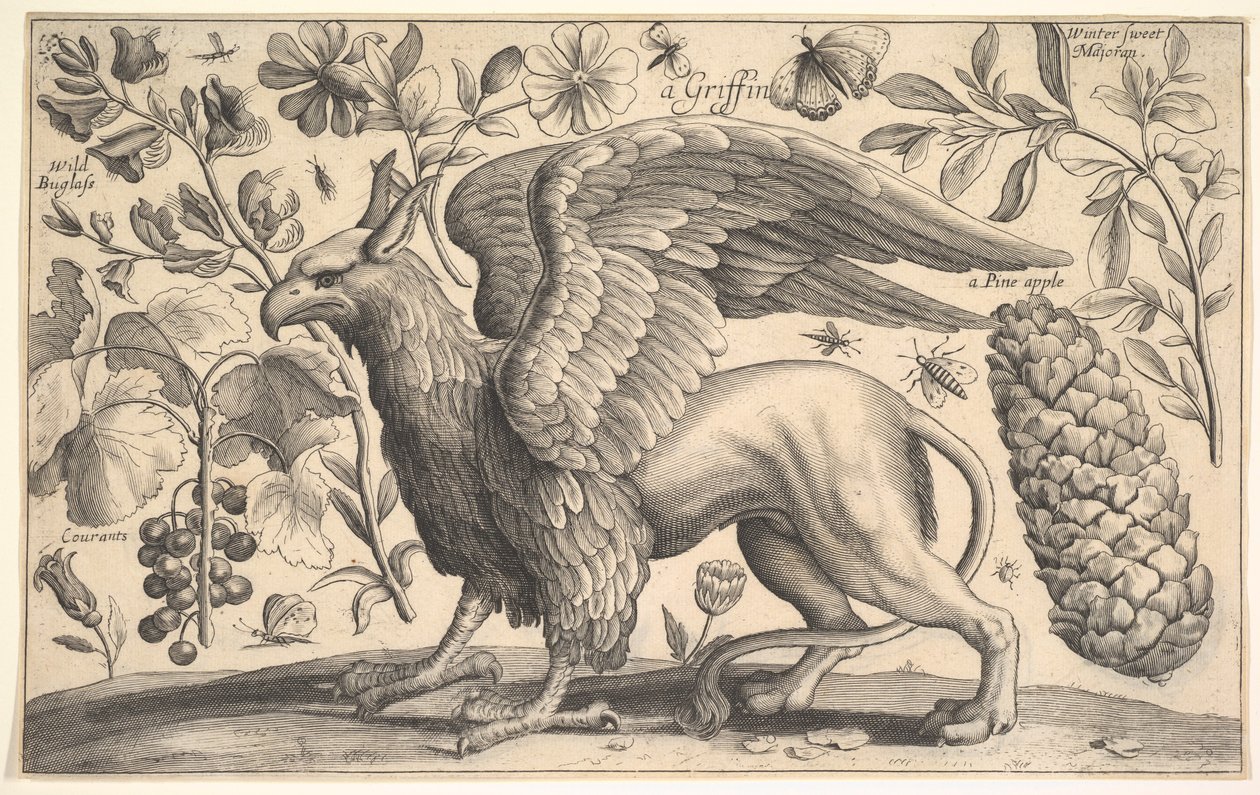A Griffin by Wenceslaus Hollar