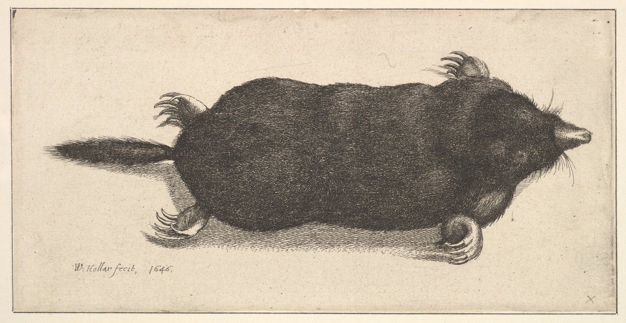 Dead Mole by Wenceslaus Hollar