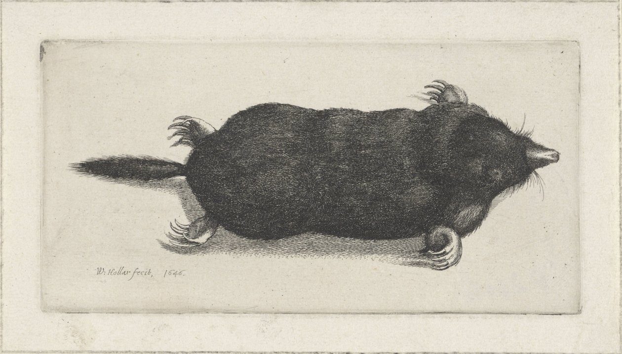 Dead Mole by Wenceslaus Hollar