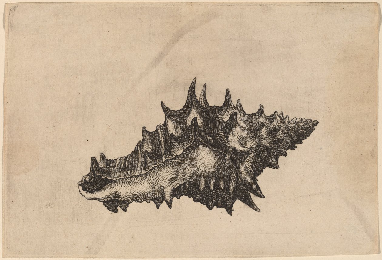 Shell by Wenceslaus Hollar