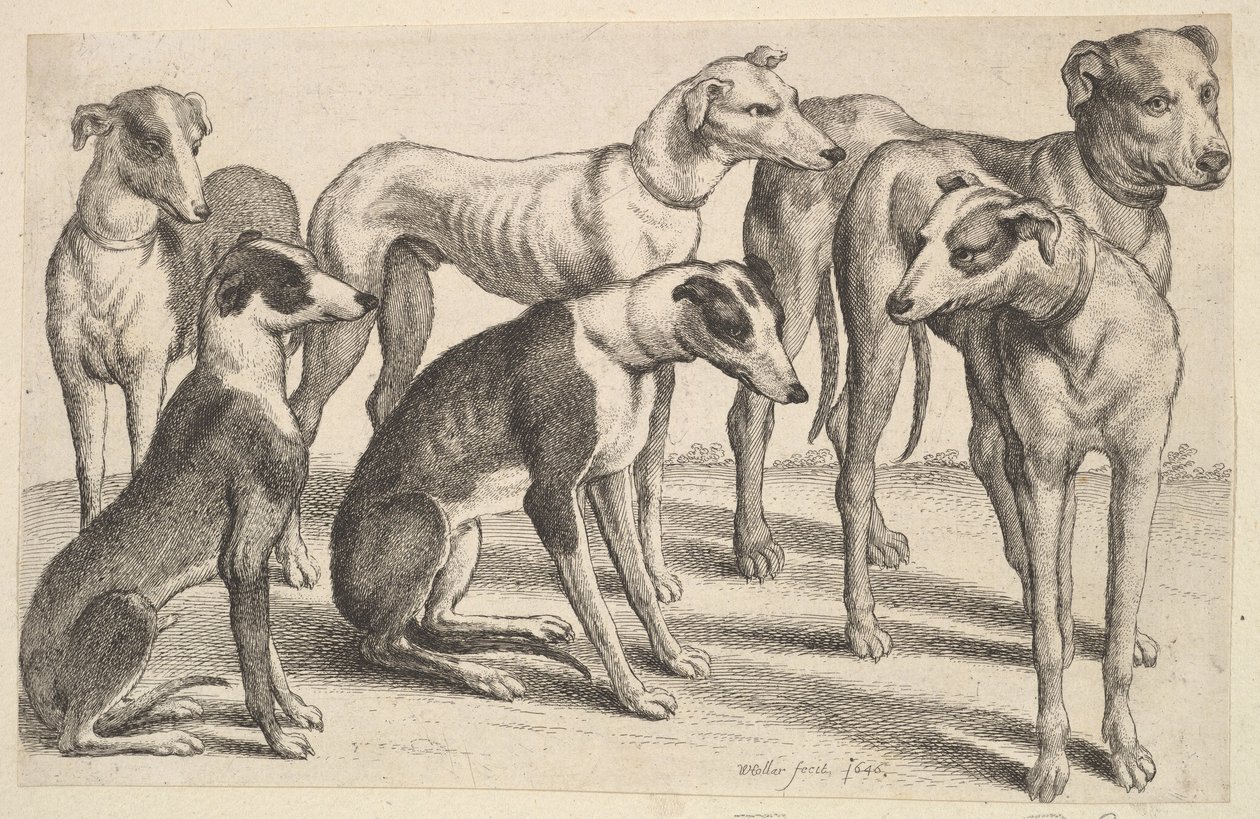 Six Hounds by Wenceslaus Hollar