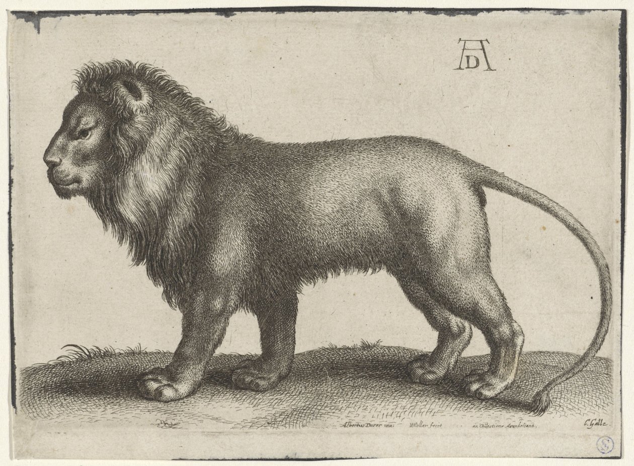 Standing Lion by Wenceslaus Hollar
