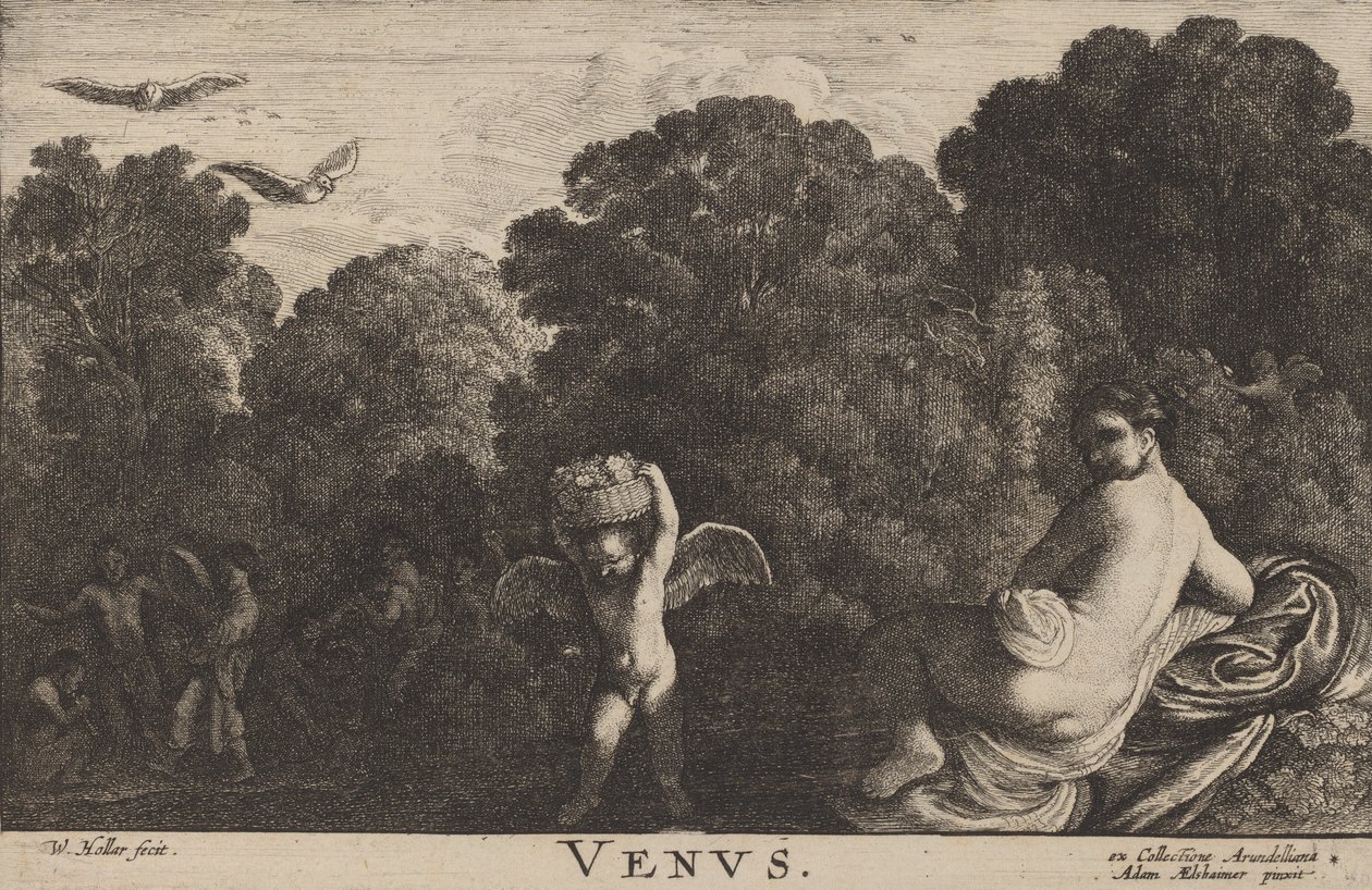 Venus by Wenceslaus Hollar