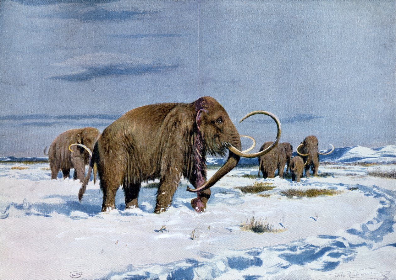 Troop of mammoths in the Ice Age by Wilhelm Kuhnert