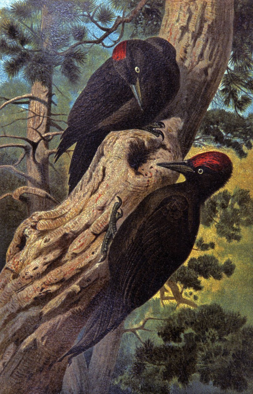 Black Woodpecker by Wilhelm Kuhnert