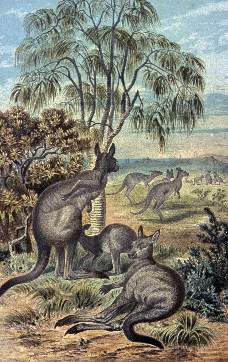 Kangaroos by Wilhelm Kuhnert