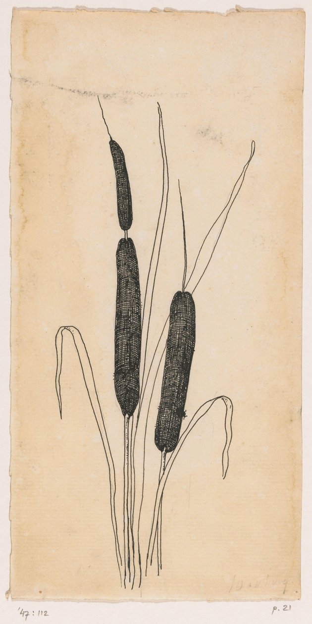 Bulrushes by Willem Wenckebach