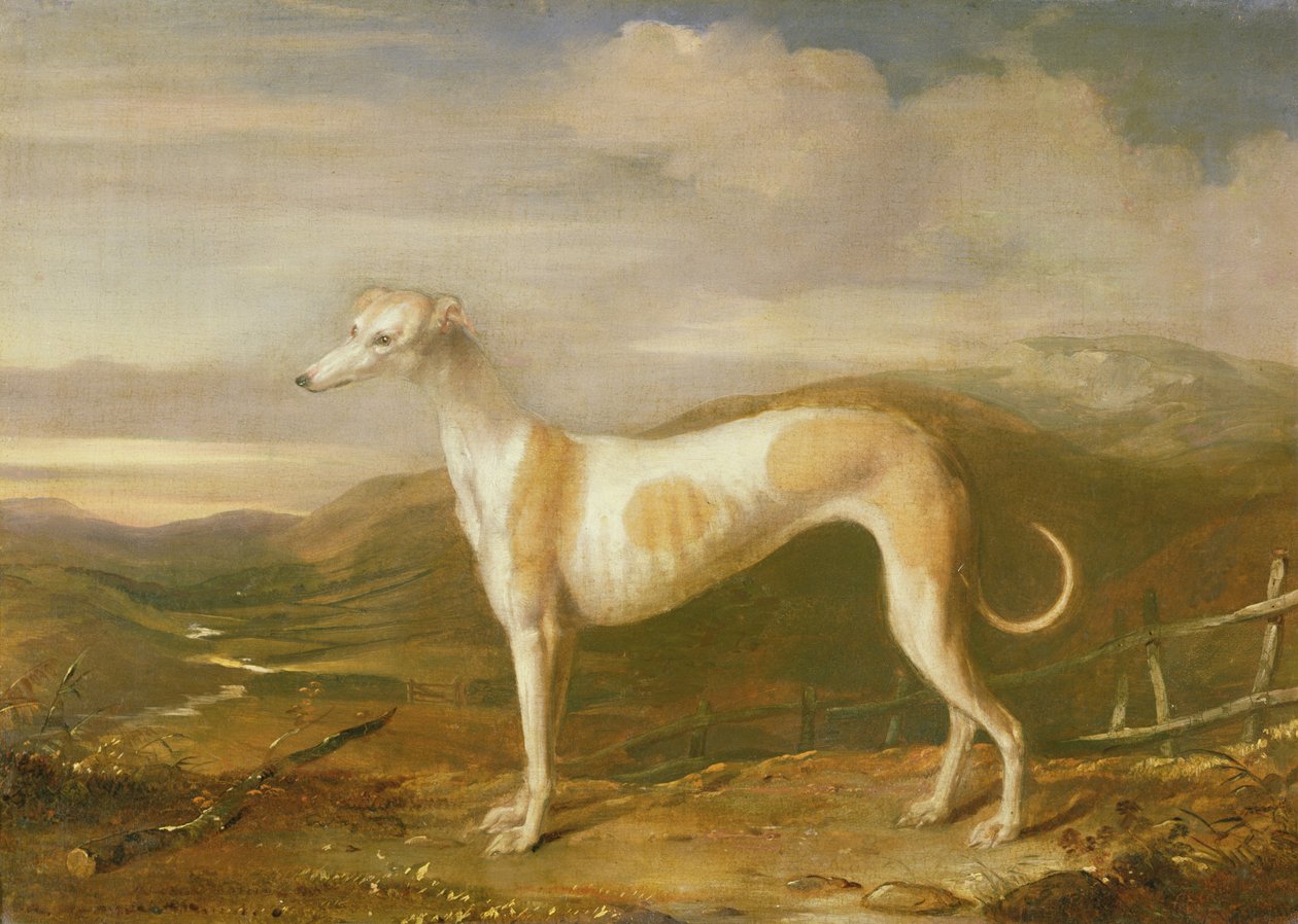 Greyhound by William Barraud