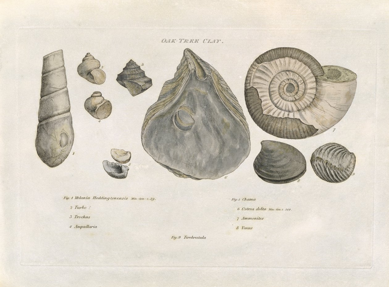 Oak Tree Clay Fossils, Illustration from 