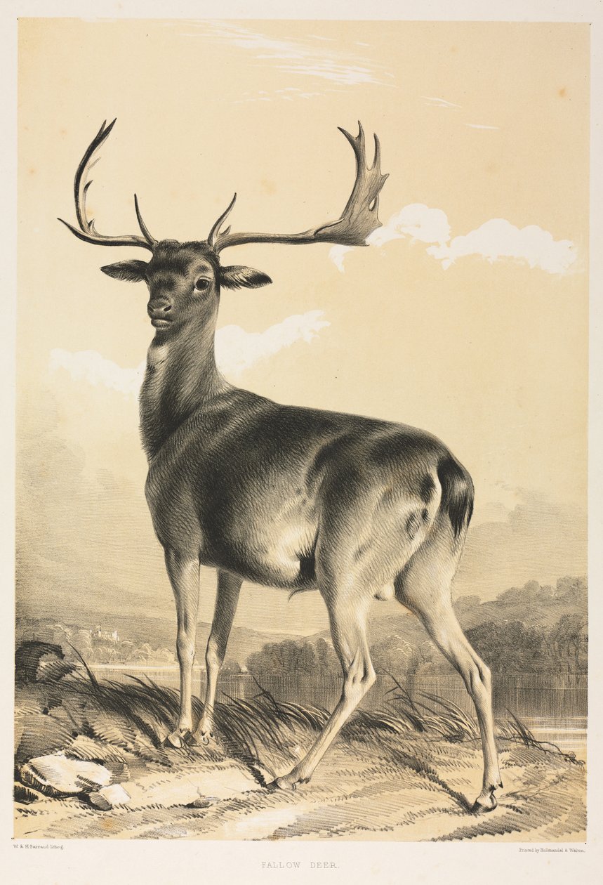 Fallow Deer by William Barraud