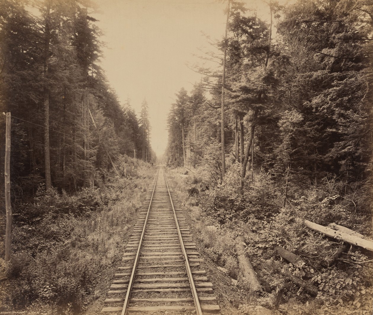 Hemlock Forest by William H. Rau