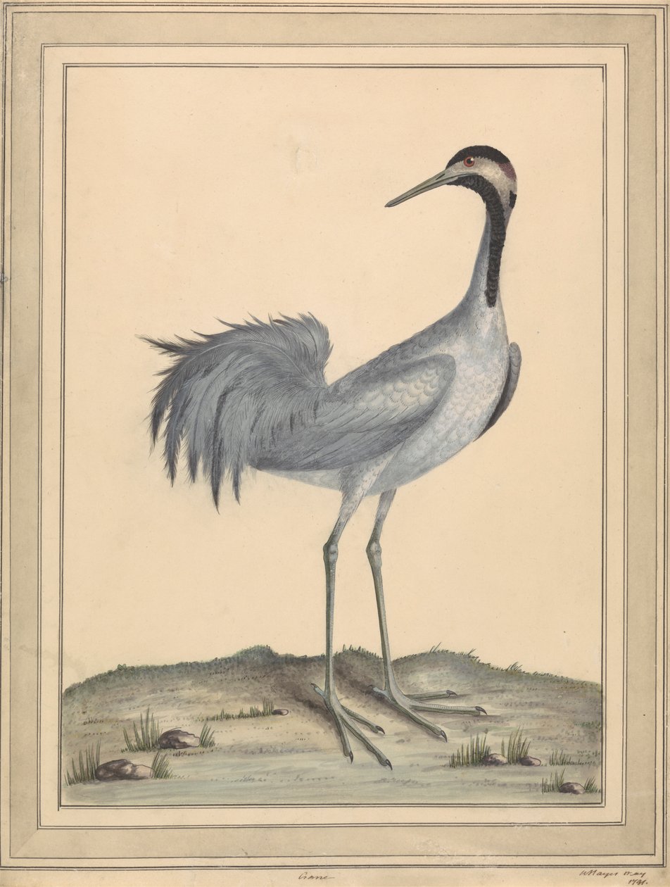 A Crane by William Hayes
