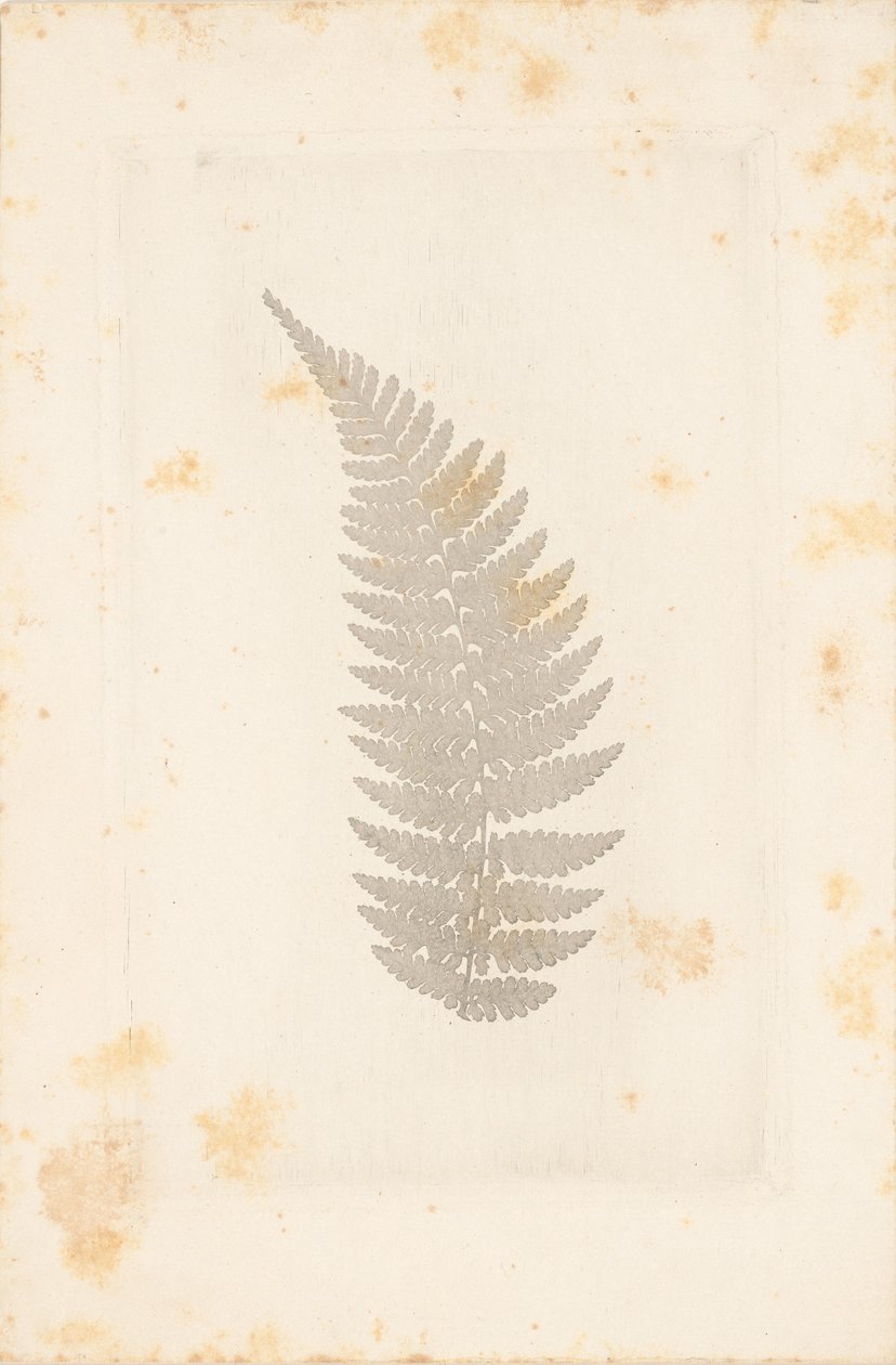 Fern by William Henry Fox Talbot