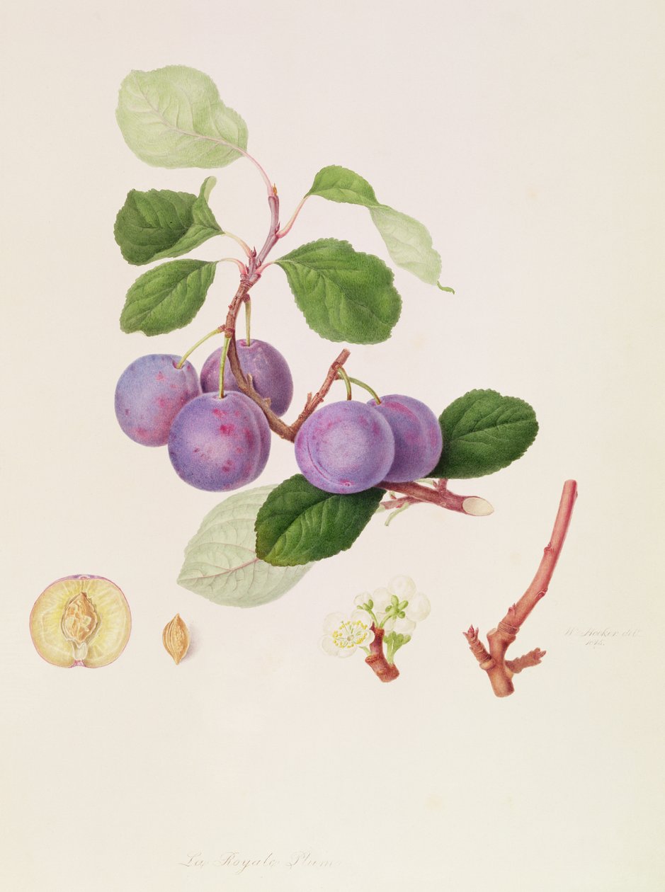 La Royale Plum, 1815 by William Hooker