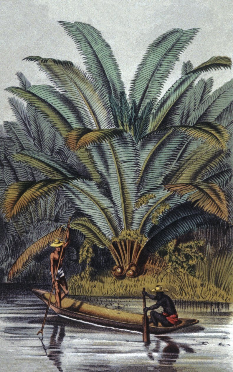 Palm Tree by William Hooker