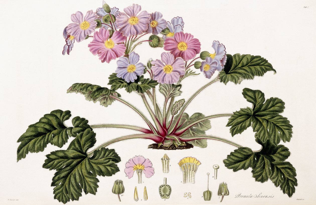Primula Sinensis by William Hooker