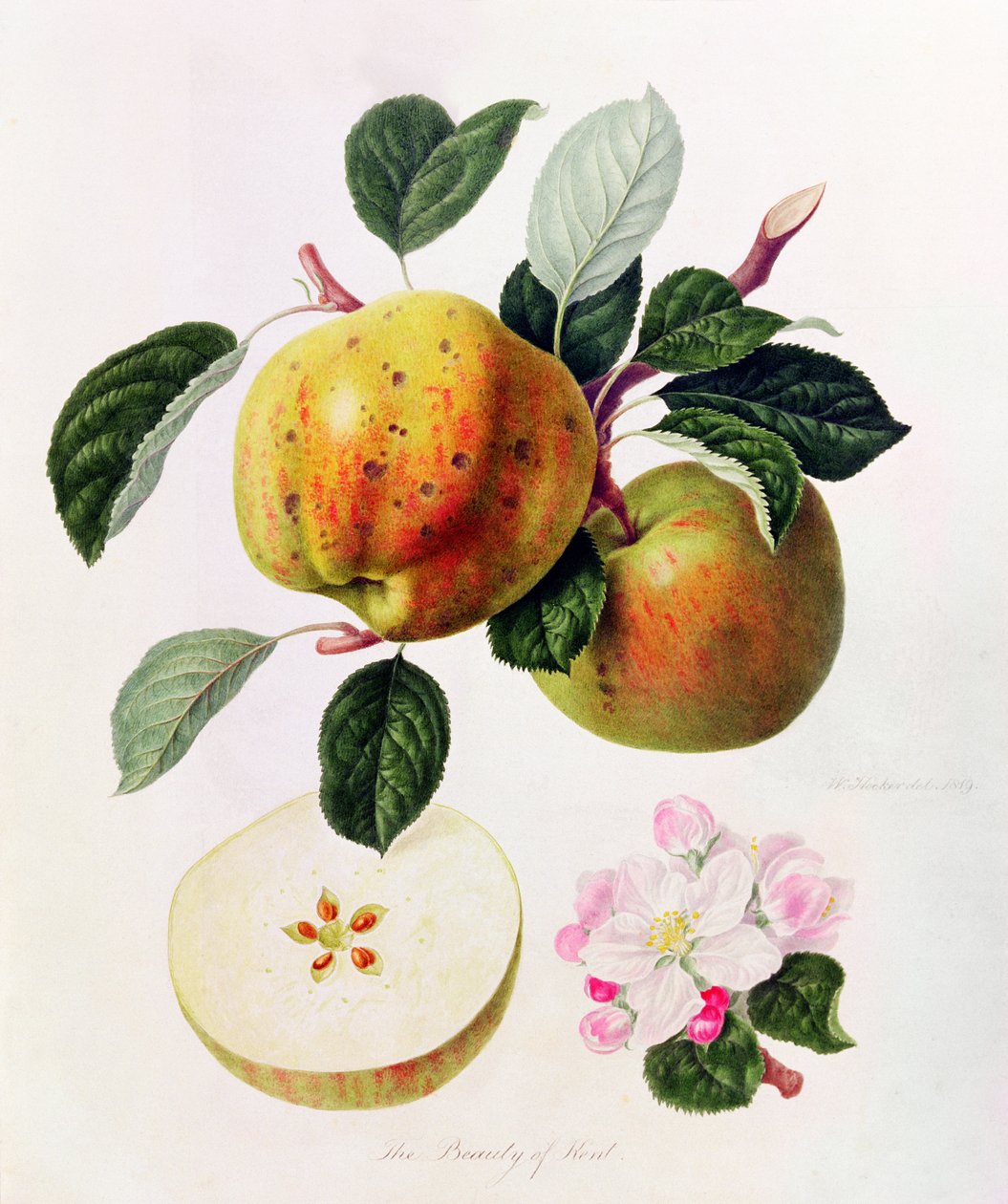 The Beauty of Kent by William Hooker