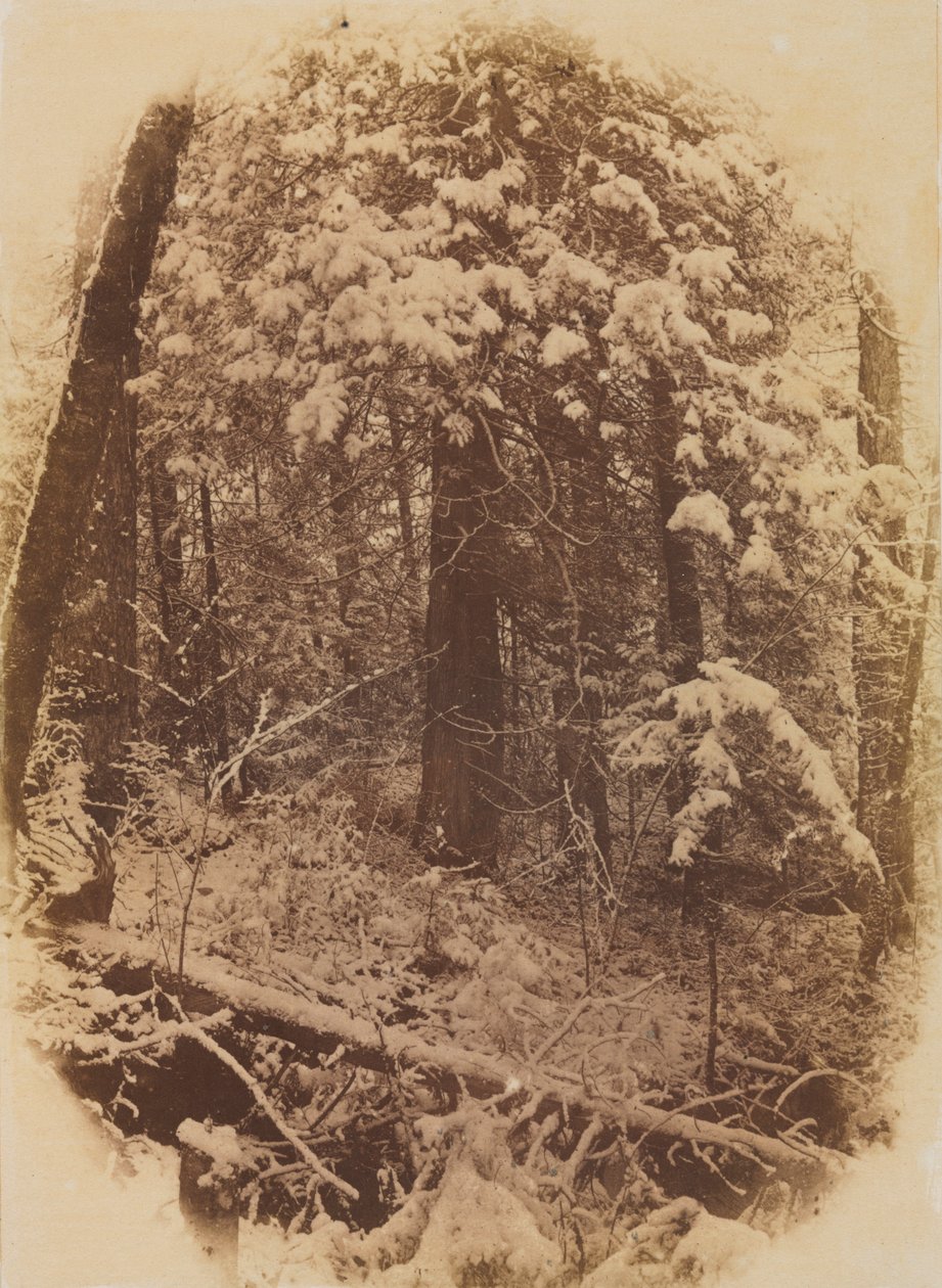 Untitled Woods in Snow, 1859 by William James Stillman