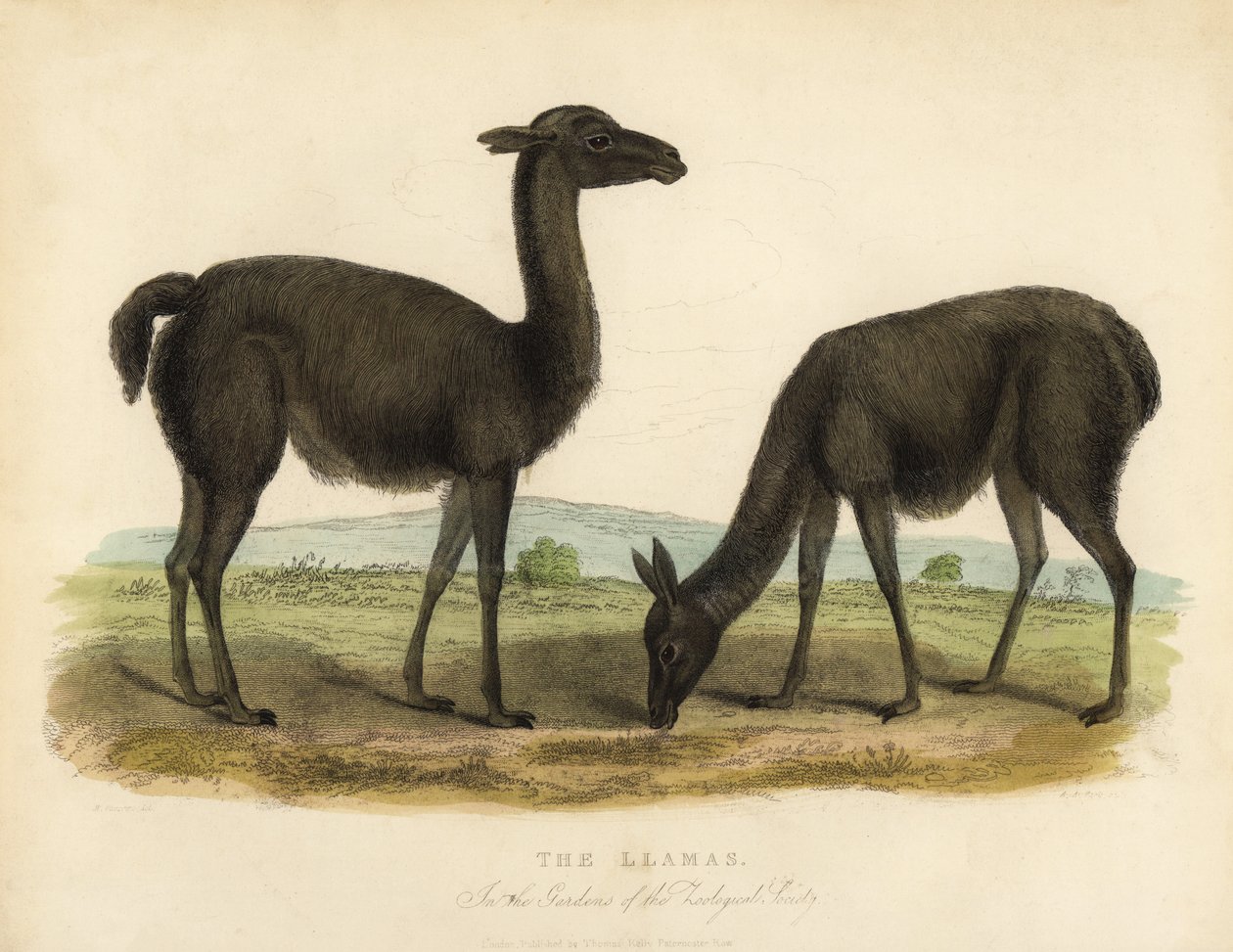 Llama, Lama Glama by William Smellie