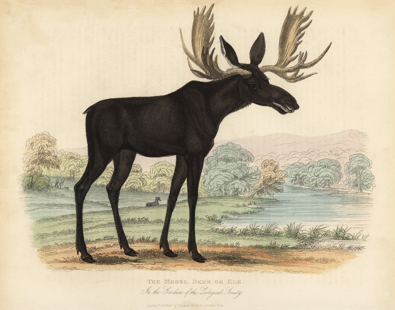 Moose or Elk by William Smellie