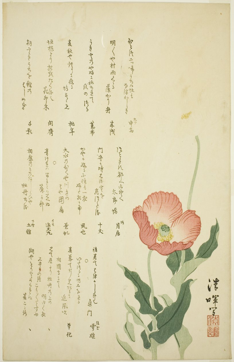 Two Poppies by Yokoyama Seiki