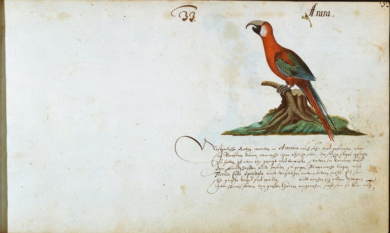 Parrot by Zacharias Wagner