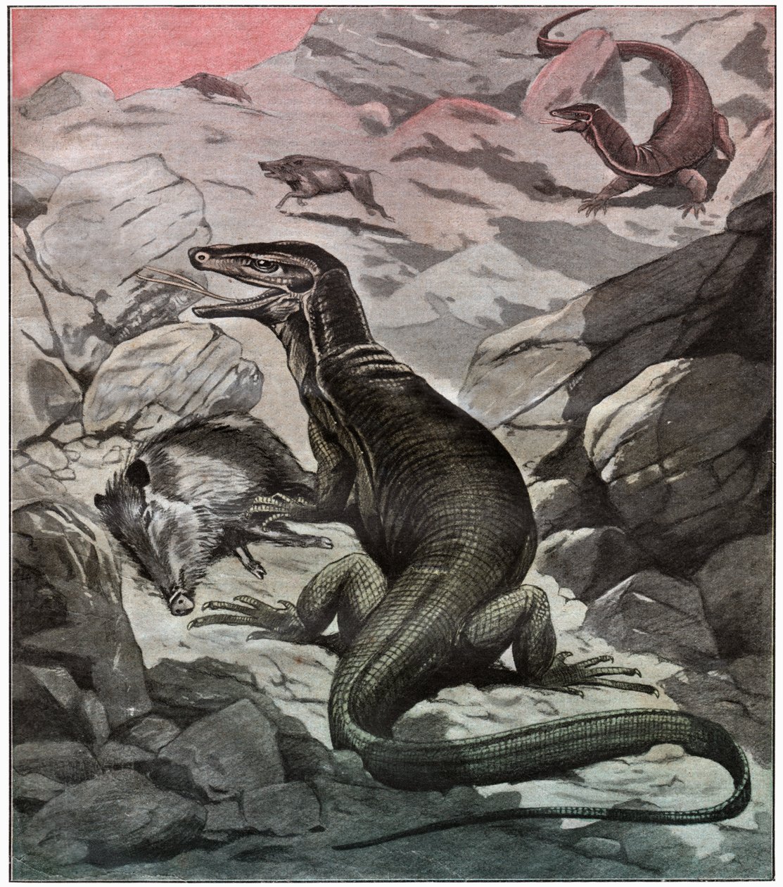 Asian water monitor, ca 1925 by . .
