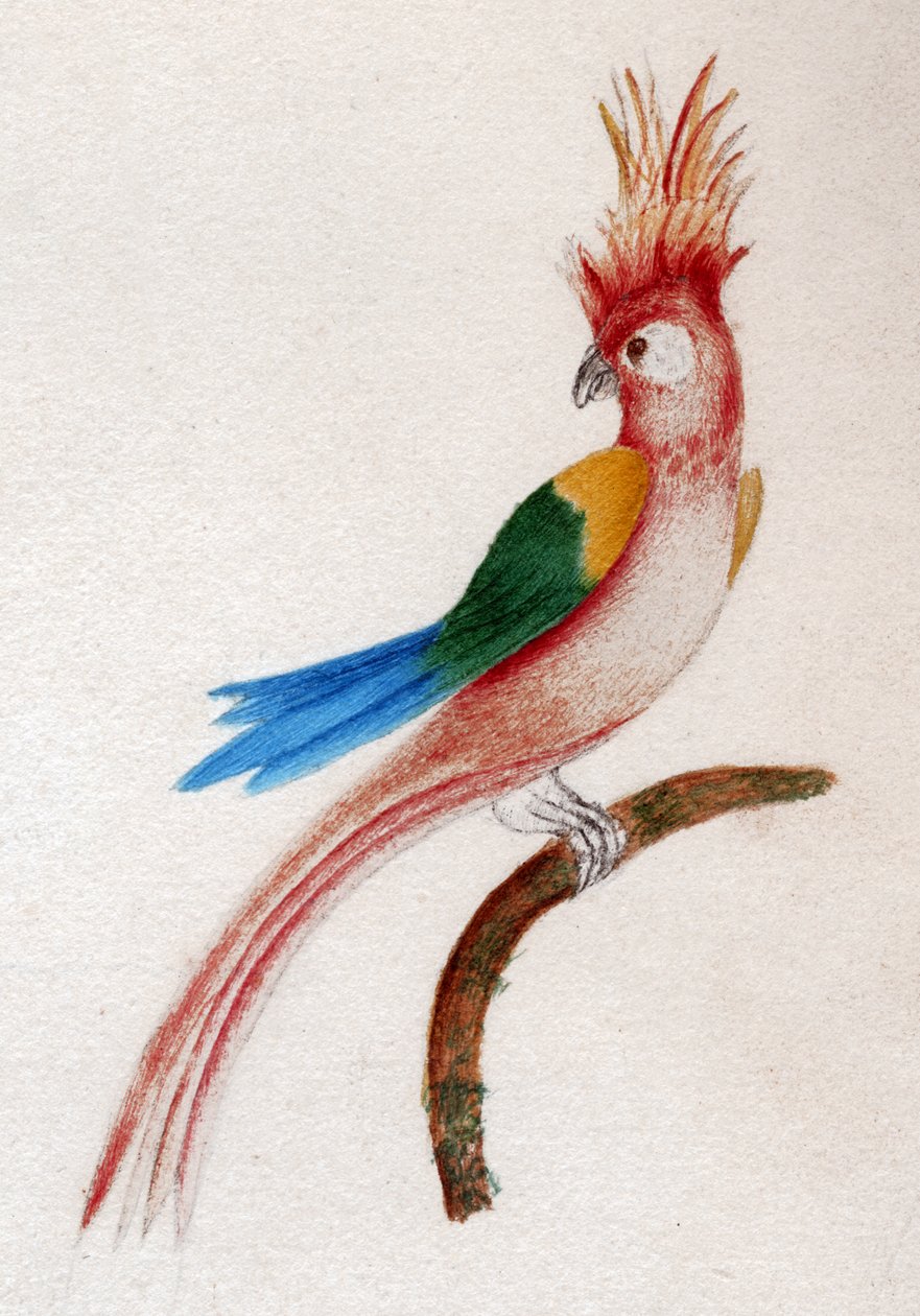 Crested Parakeet by . .