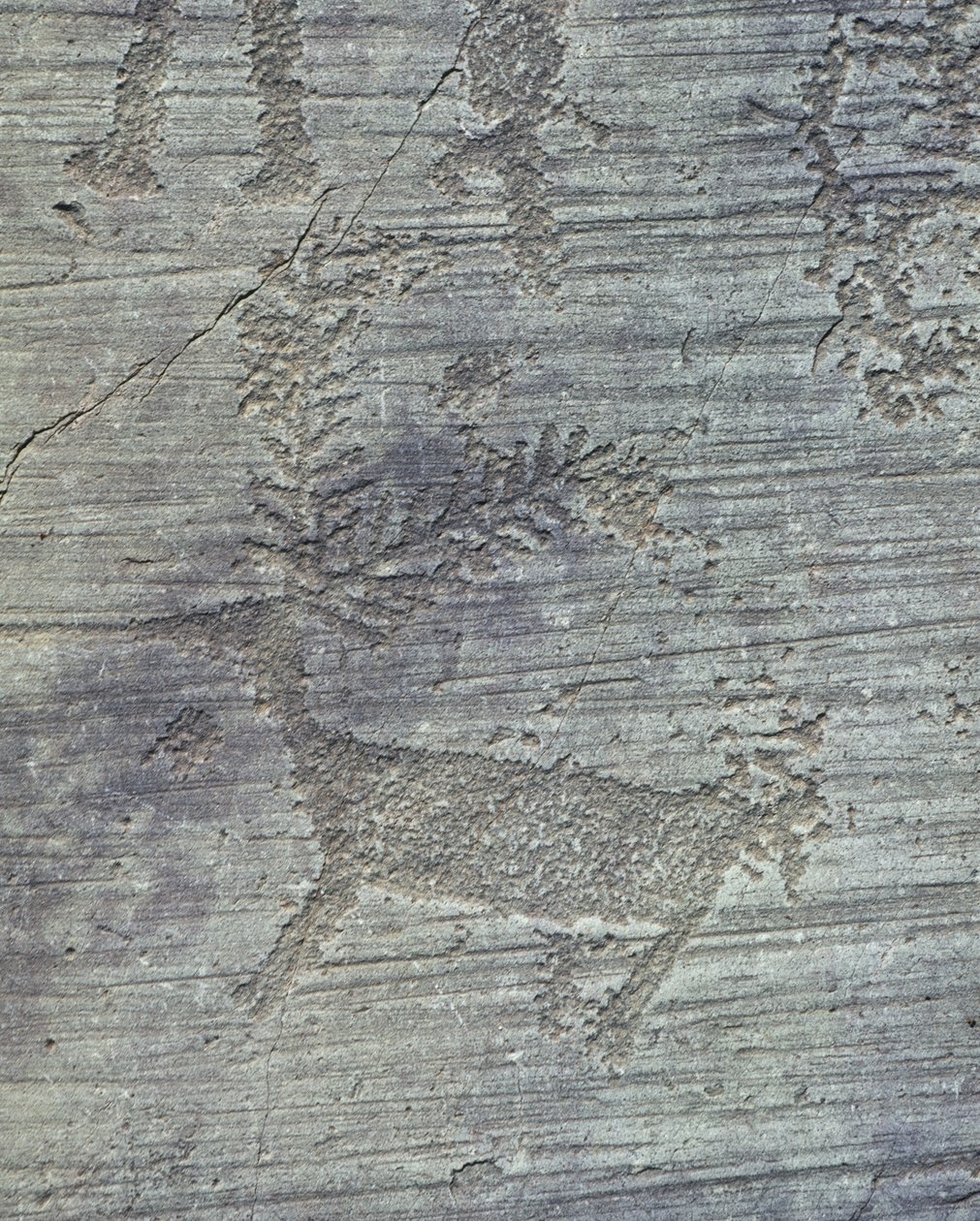 Petroglyphs on Rock by Isabel Redie