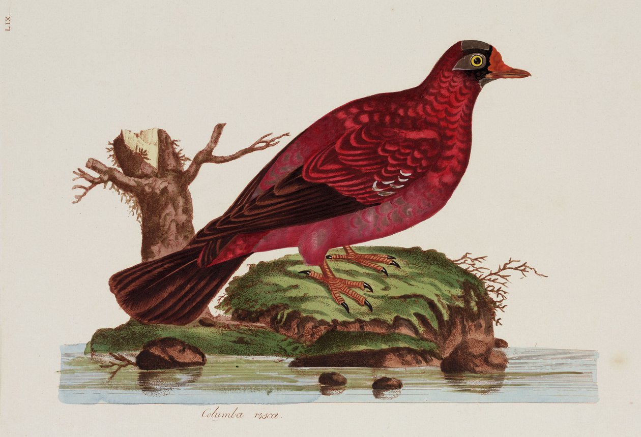 Red dove by John Pardon